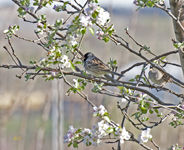 Harris and White crowned Sparrows